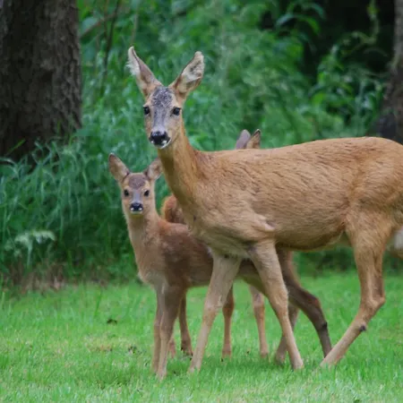 Den Gamle Digegaard Fogadó