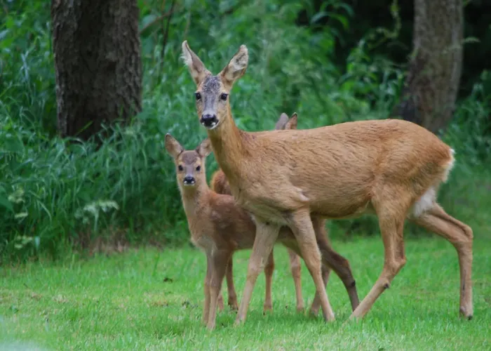 Den Gamle Digegaard Inn